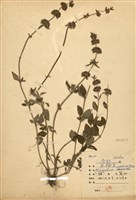 藏品(風輪菜)的圖片